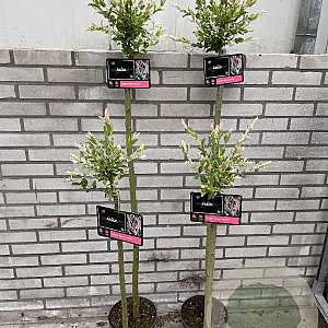 Salix integra 'Hakuro-nishiki' 120 cm stam 5,0L
