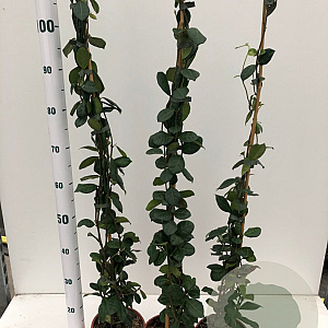 Trachelospermum jasminoides 80-100 cm 20L