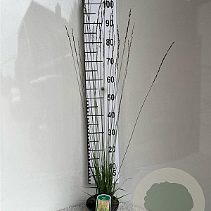 Molinia caerulea 'Heidebraut' GM 2,0L