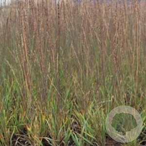 Molinia caerulea 'Moorhexe' GM P9