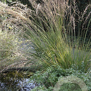 Molinia caerulea 'Moorhexe' GM P9