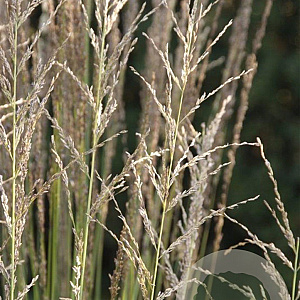 Molinia caerulea 'Moorhexe' GM P9