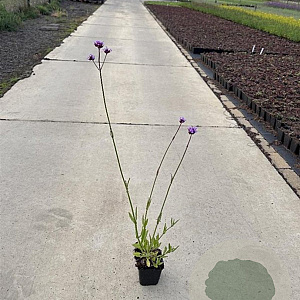 Verbena bonariensis GM P9