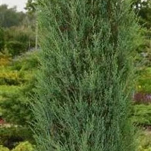 Juniperus s. 'Blue Arrow' 125-150 cm 10L