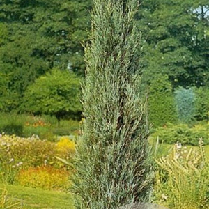 Juniperus s. 'Blue Arrow' 125-150 cm 10L
