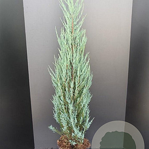 Juniperus s. 'Blue Arrow' 125-150 cm 10L