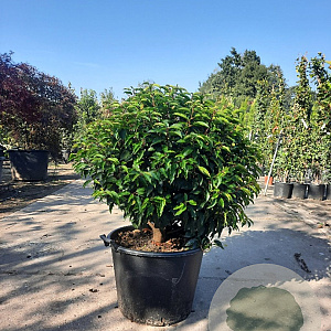 Prunus lusitanica 'Angustifolia' 60 cm container bol