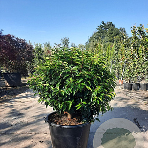 Prunus lusitanica 'Angustifolia' 60 cm container bol