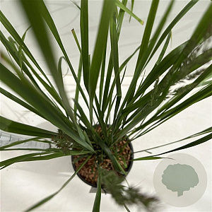 Calamagrostis acut. 'Karl Foerster' 50-60 cm 4,0L