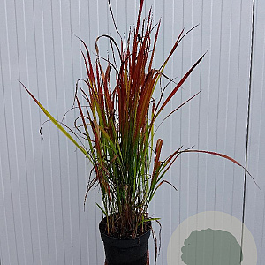 Imperata cylindrica 'Red Baron' 30-40 cm 2,0L