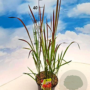 Imperata cylindrica 'Red Baron' 30-40 cm 2,0L