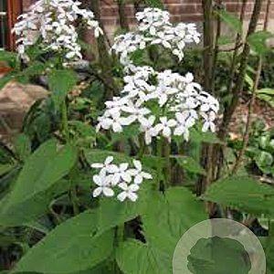 Lunaria rediviva GM P9