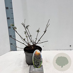 Buddleja d. 'Black Knight' 30-40 cm 2,0L