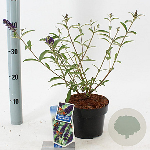 Buddleja d. 'Black Knight' 30-40 cm 2,0L