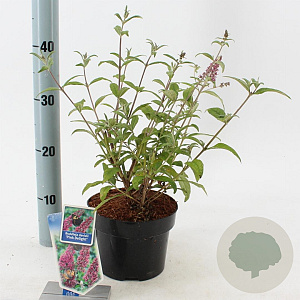 Buddleja d. 'Pink Delight' 30-40 cm 2,0L