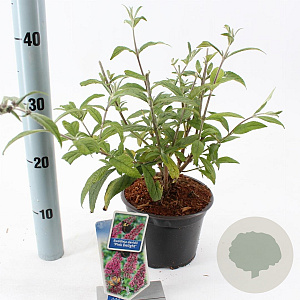 Buddleja d. 'Pink Delight' 30-40 cm 2,0L