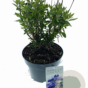 Caryopteris cland. Grand Bleu 25-30 cm 2,0L