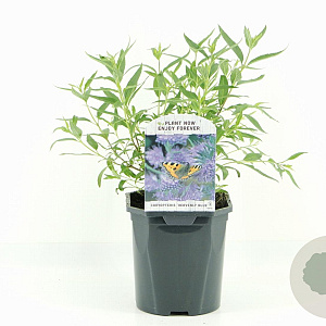 Caryopteris cland. 'Heavenly Blue' 30-40 cm 2,0L
