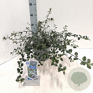 Ceanothus thyrsiflorus repens 25-30 cm 3,0L