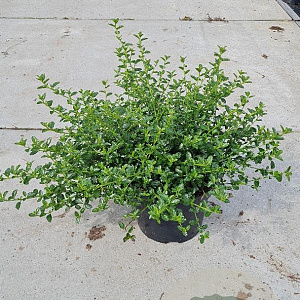Ceanothus thyrsiflorus repens 30-40 cm 5,0L