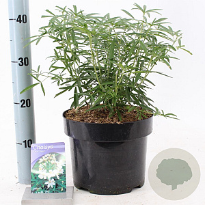 Choisya 'Aztec Pearl' 30-40 cm 5,0L