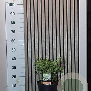 Choisya 'Aztec Pearl' 30-40 cm 5,0L