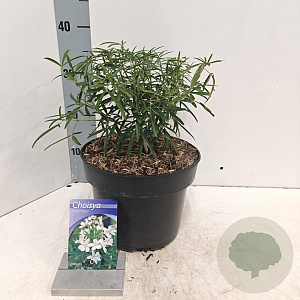 Choisya 'Aztec Pearl' 30-40 cm 5,0L