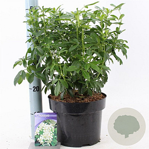 Choisya ternata 30-40 cm 5,0L