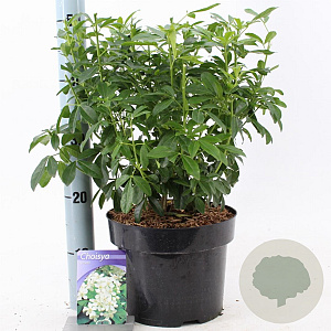 Choisya ternata 30-40 cm 5,0L