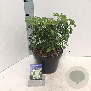 Choisya ternata 30-40 cm 5,0L