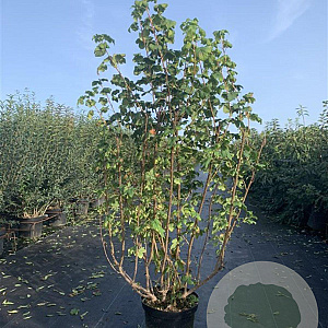 Ribes sang. 'King Edward VII' 125-150 cm 12L