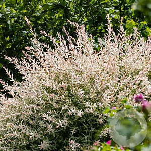 Salix integra 'Flamingo' 100-125 cm 20L