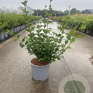 Syringa meyeri 'Palibin' 30-40 cm 3,0L