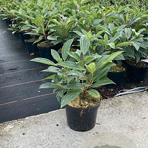 Viburnum davidii 30-40 cm 5,0L