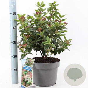 Viburnum tin. 'Gwenllian' 30-40 cm 5,0L