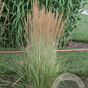 Calamagrostis acut. 'Avalanche' GM P9
