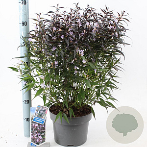 Strobilanthes anisop. Brunetthy 30-40 cm 5,0L