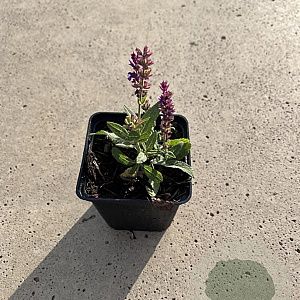 Salvia nem. 'Ostfriesland' GM P9