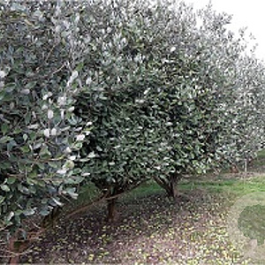 Acca sellowiana 125-150 cm 20L