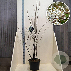 Amelanchier lamarckii 175-200 cm 20L meerstammig