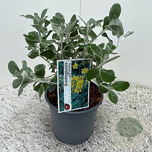 Brachyglottis 'Sunshine' 20-25 cm 2,5L