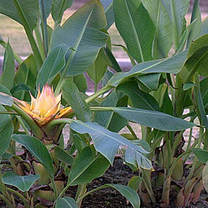 Ensete lasiocarpa 175-200 cm 50L