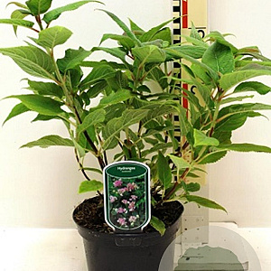 Hydrangea involucrata 40-60 cm 10L