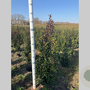 Ilex meserv. 'Heckenstar' 80-100 cm met kluit