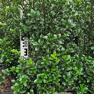 Ilex meserv. 'Heckenstar' 80-100 cm met kluit