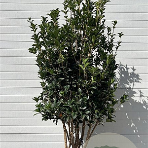 Ilex aquifolium 200 cm container meerstammig