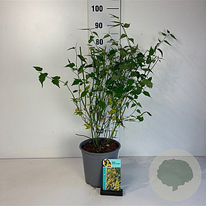 Kerria jap. 'Pleniflora' 50-60 cm 6,5L