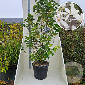 Magnolia kobus 200-250 cm cont. 55L meerstammig