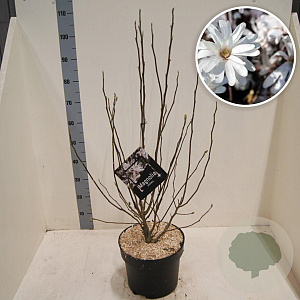 Magnolia stellata 60-80 cm 10L meerstammig
