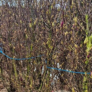 Magnolia 'Susan' 150-175 cm draadkluit extra